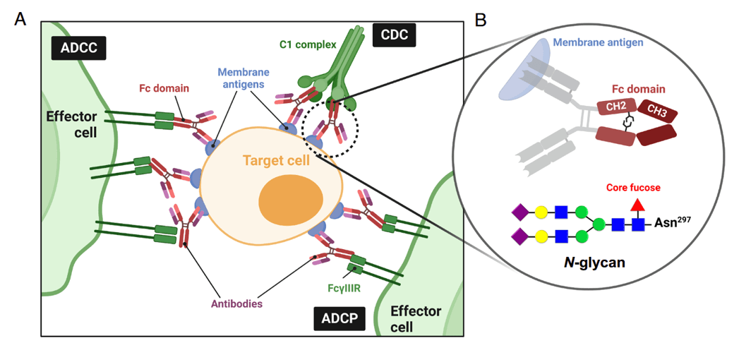 Antibody fucosylation