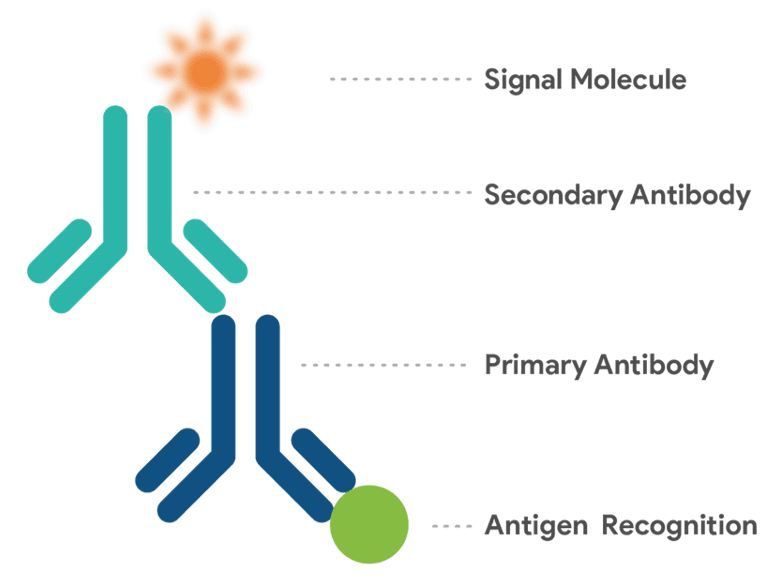 Secondary Antibodies
