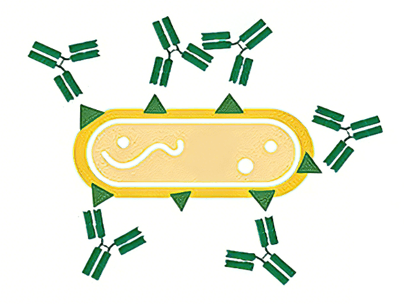 Monoclonal Antibodies