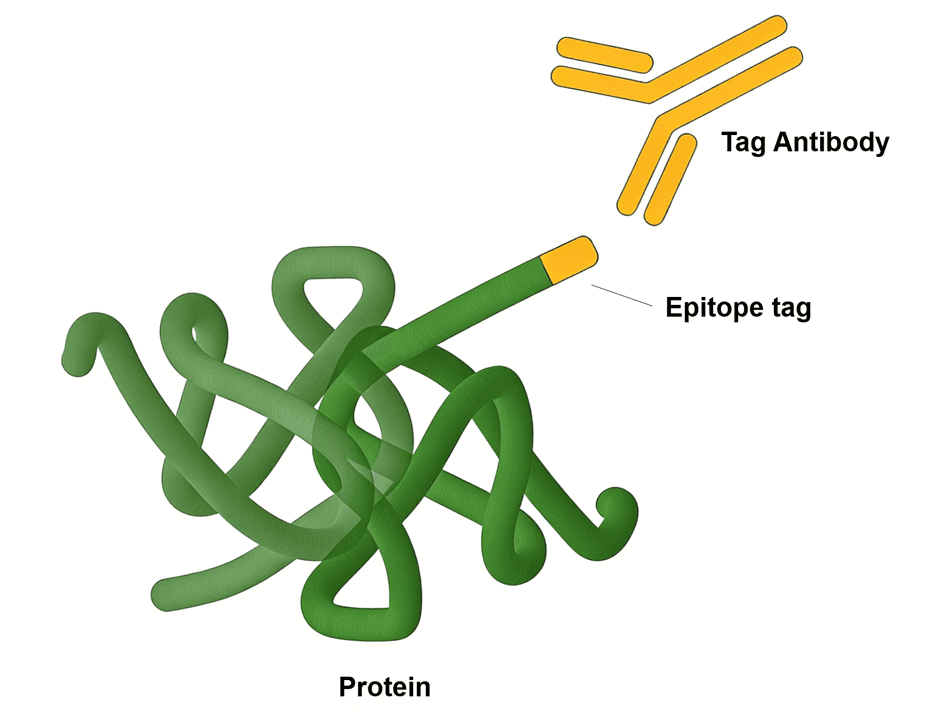 Tag & Control Antibodies