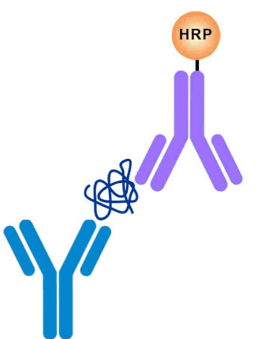 Antibody Pairs