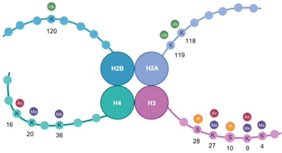 Modified Histone Antibodies