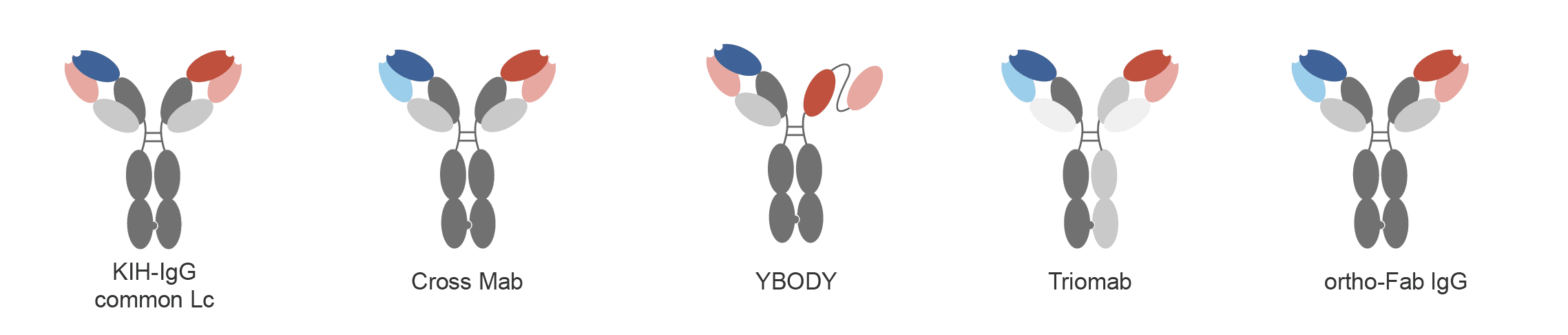 Fc-Bearing Bispecifics