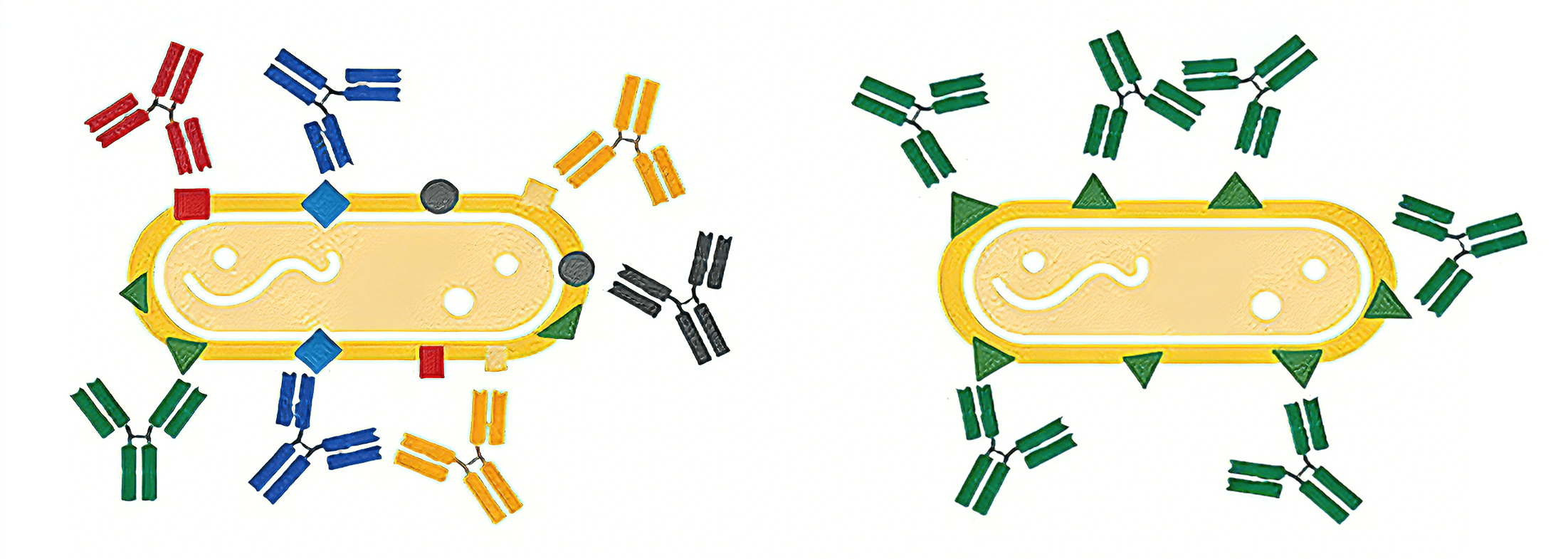 Schematic diagram of the differences in antigen epitope recognition between monoclonal and polyclonal antibodies.