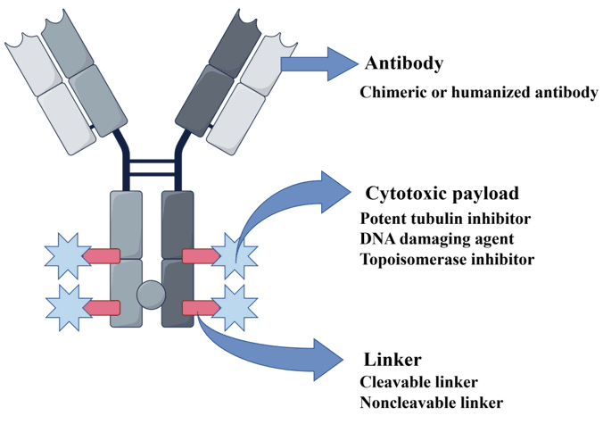 Structure of an antibody–drug conjugate (ADC).