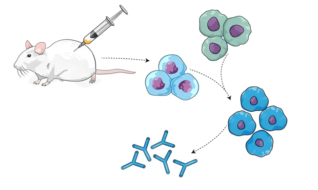 Mouse Monoclonal Antibody Production Procedures
