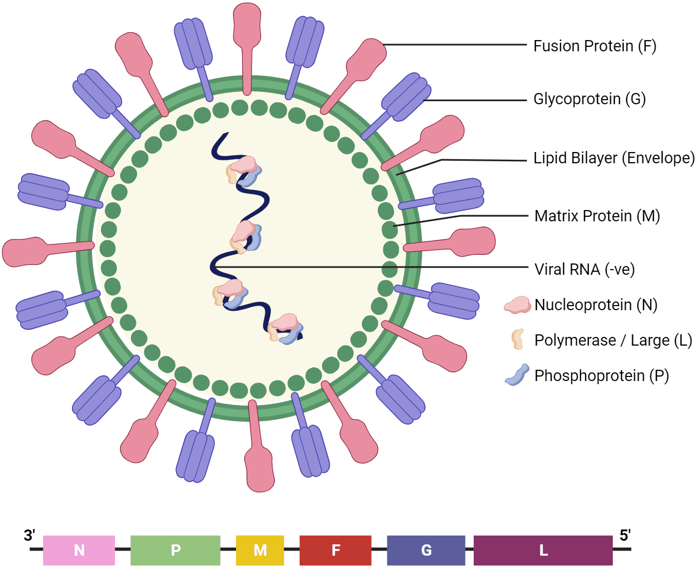The structural blueprint of the Nipah virus (NiV) virion.