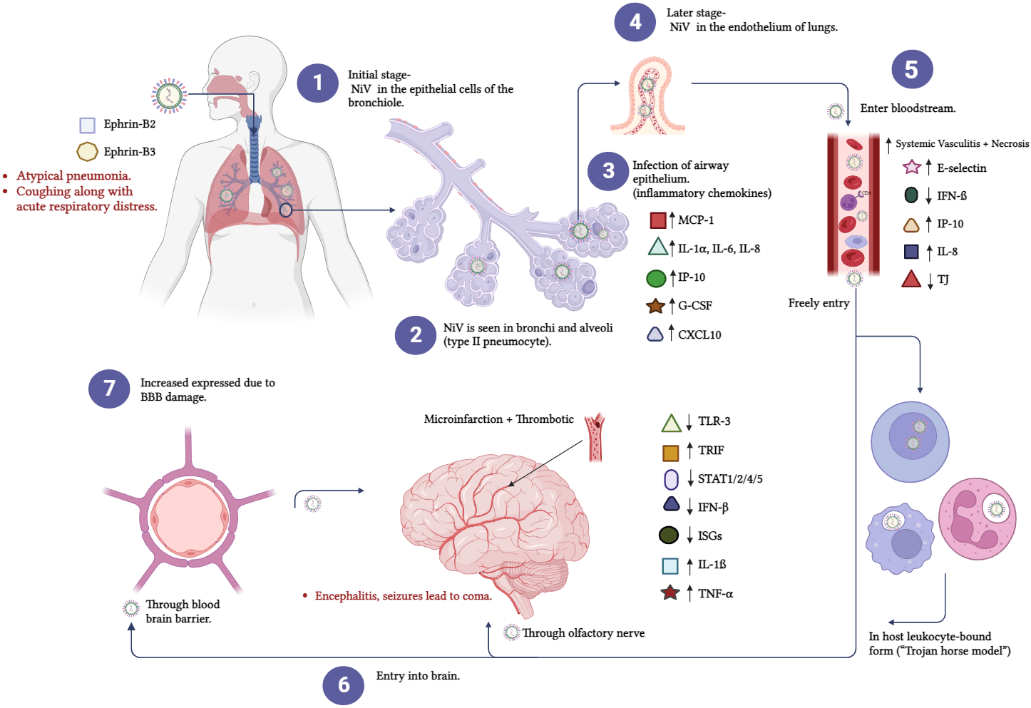 The biological pathway of NiV invasion.