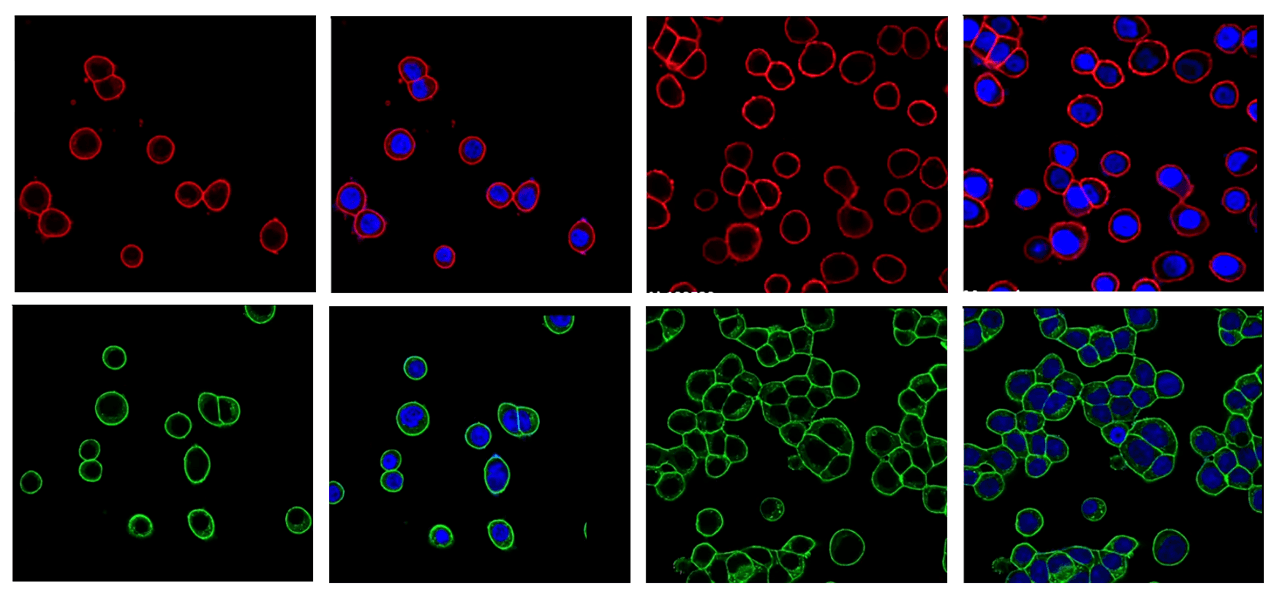 Secondary Antibodies-1