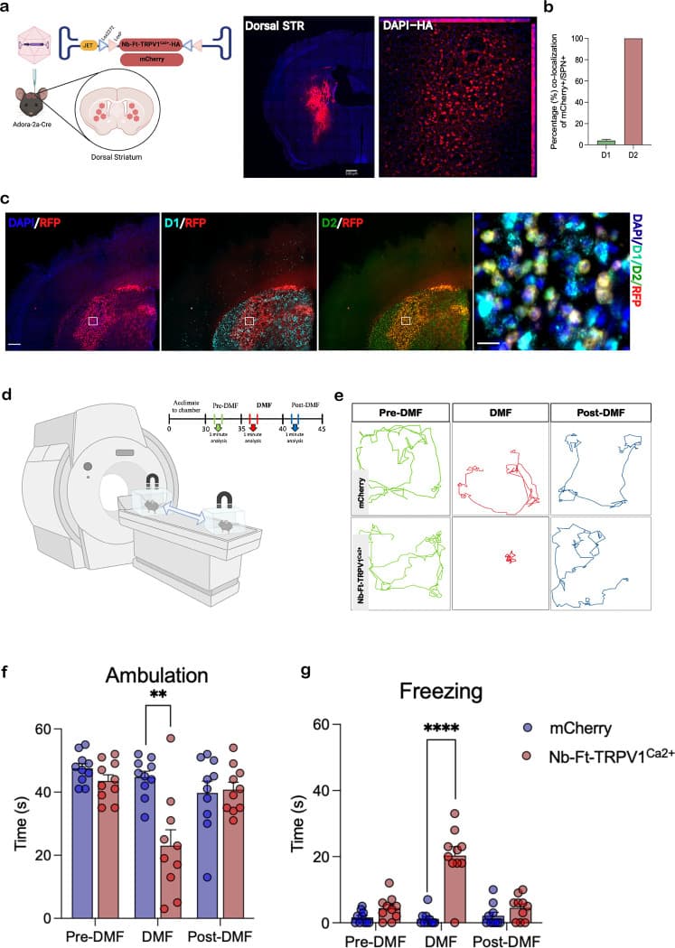 Selective viral-mediated expression of Nb-Ft-TRVP1Ca2+ in striatal iSPNs elicit parkinsonian motor behavior.