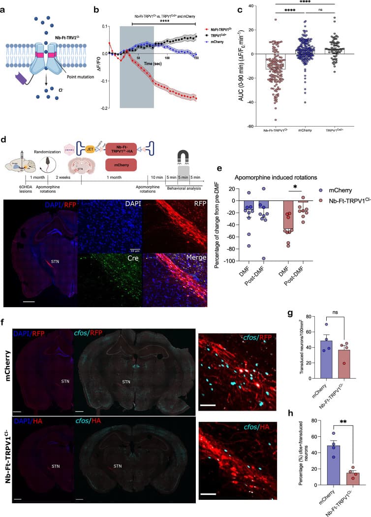Mutant Nb-Ft-TRPV1Cl- inhibits neuronal activity of subthalamic nucleus projection neurons and rescues motor impairment in parkinsonian mice.