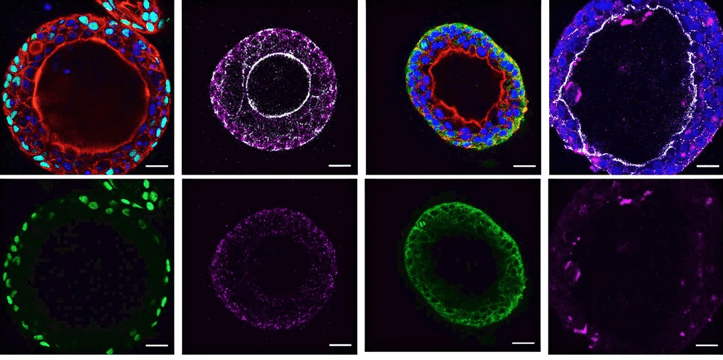 IF case study of our monoclonal antibodies.